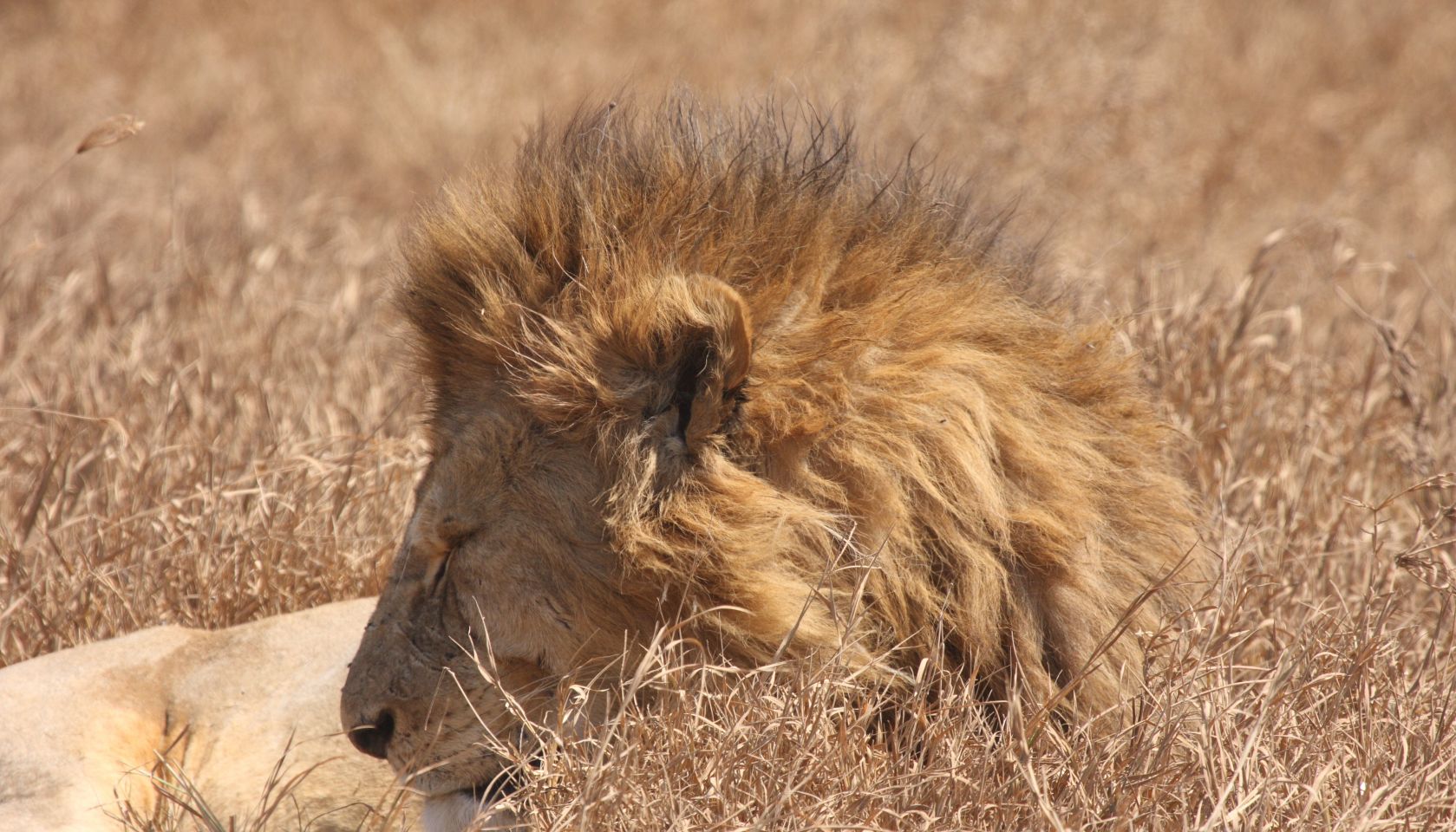 Profile view of lion resting in dry grass landscape