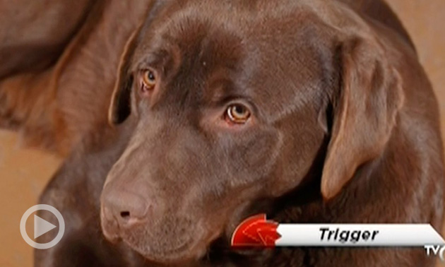 WTH?! Thursday: Dog Named Trigger Nearly Catches A Body, Chewbacca Endorses Vader For Mayor...AND MORE