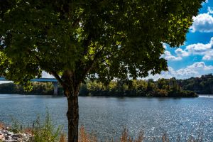 Trees By Lake Against Sky