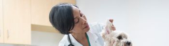 Black veterinarian examining dog ear