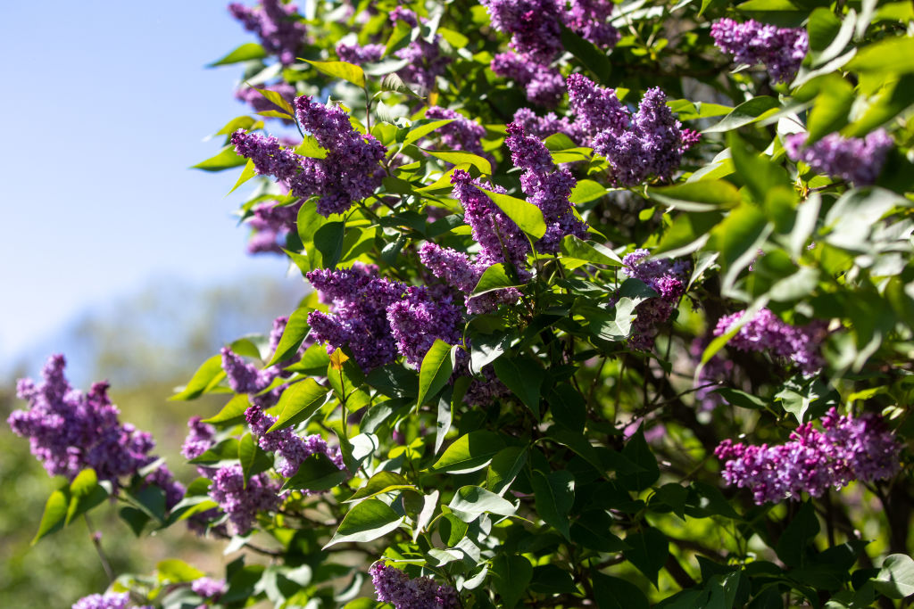 A Sign Of Post-Pandemic Spring: Sniffing Mother's Day Lilacs