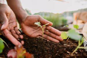 Hands holding plant over soil land, sustainability.