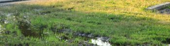 Standing water in the flooded lawn grass