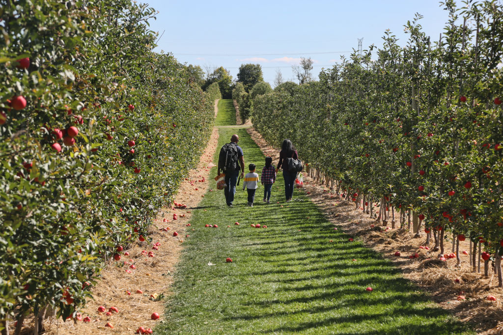 Apple Orchard In Milton