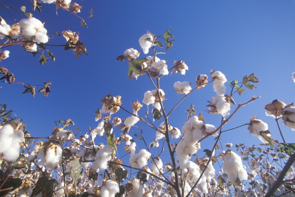 Cotton field in Tucson, AZ