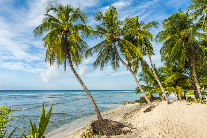 Beach in Barbados with coconut palms