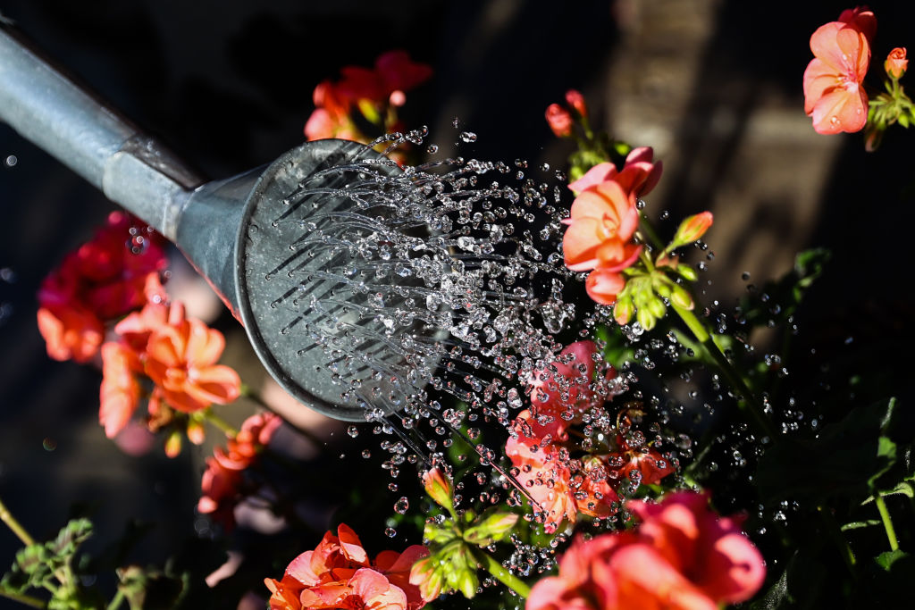 Agriculture And Gardening In Poland