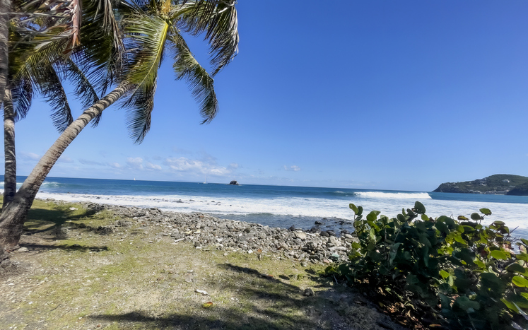 palm trees on St. Lucia