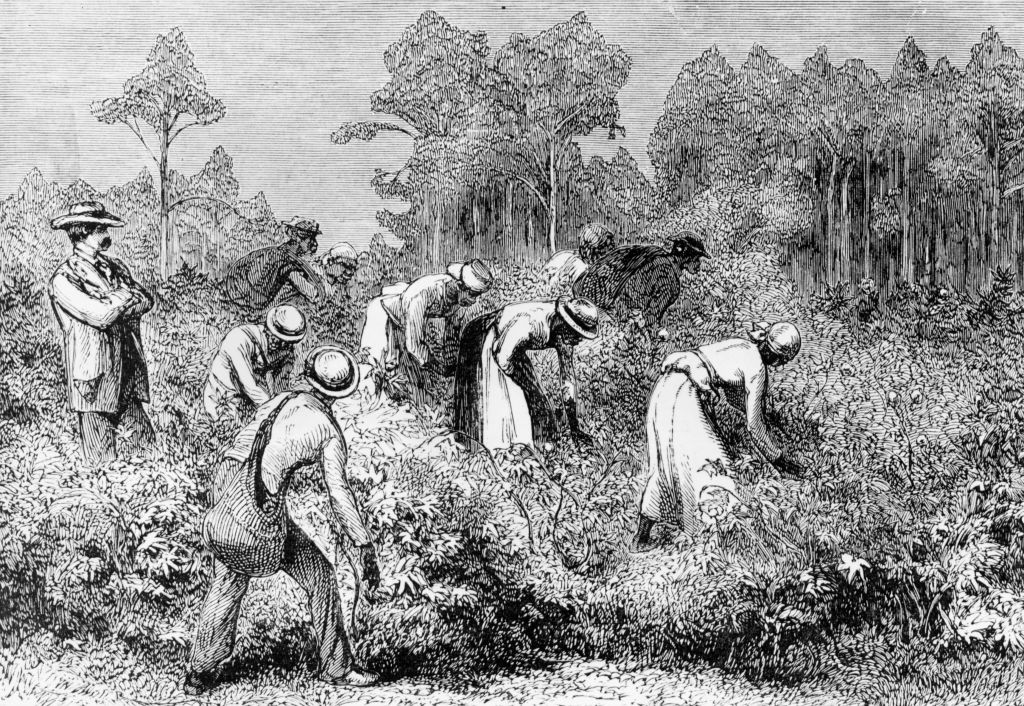 Cotton Picking