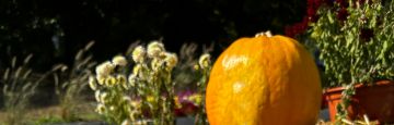Pumpkins in the garden. Close-up. Autumn background.