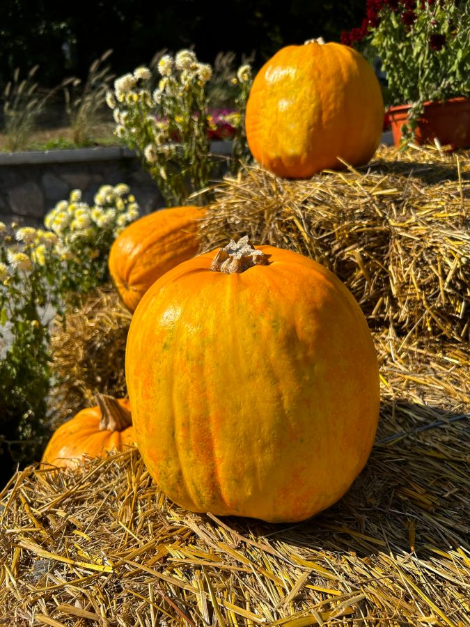 Pumpkins in the garden. Close-up. Autumn background.