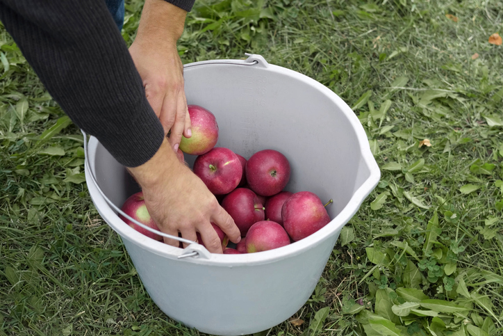 Farmer's Hand Picking Ripe Apples and Puts it in the Basket. Apple Orchard. Harvesting. Big Red delicious Apples Hanging in Tree Branch. Fruit Garden at Fall Harvest. Autumn Cloudy Day, Soft Shadow