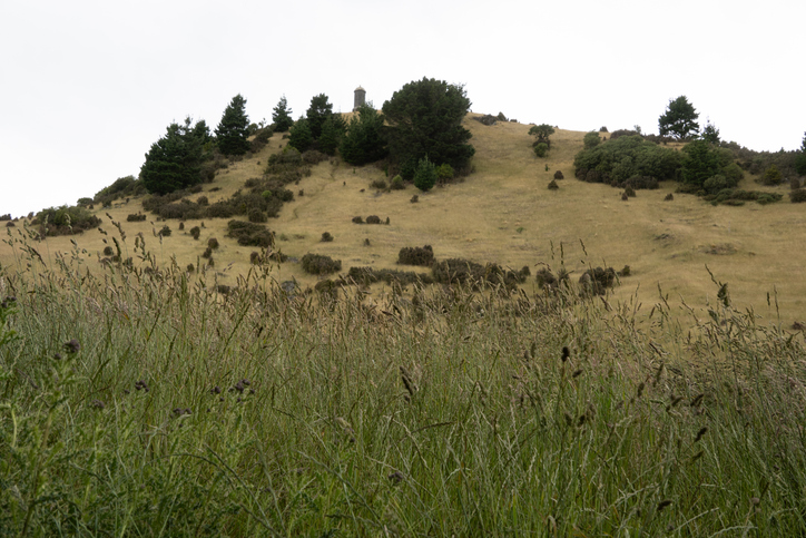 Looking up the hill to the monument on Puketapu, New Zealand.