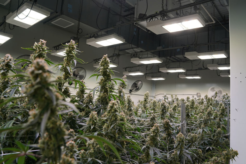 Jessup, MD - June 14: Marijuana plants at its final stage of gr