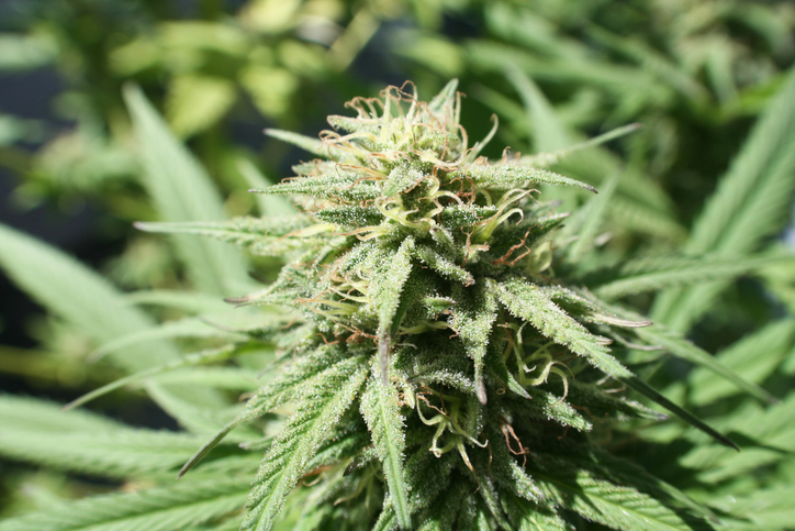 Cannabis Sativa Plant High Quality