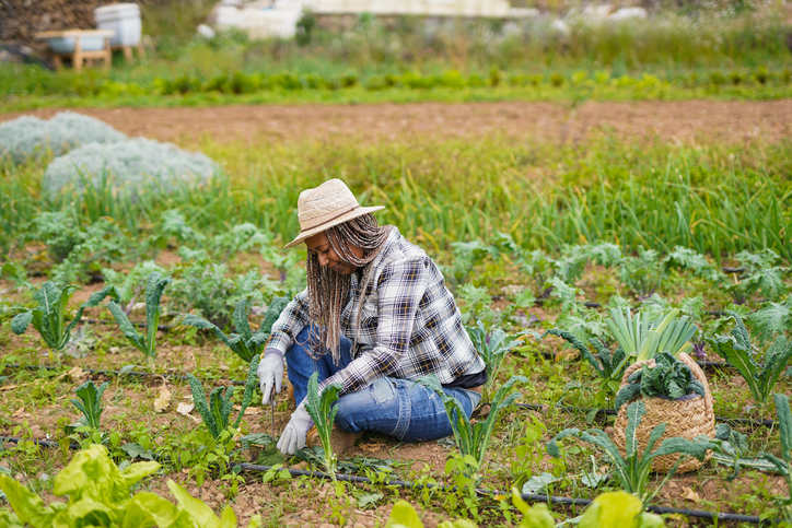 black farmers ancestors food system