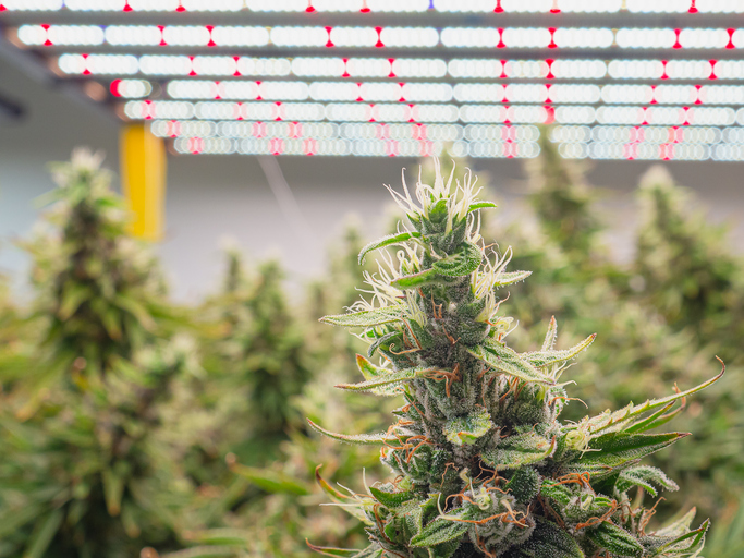 Close-up of cannabis buds growing indoors with advanced LED lighting.