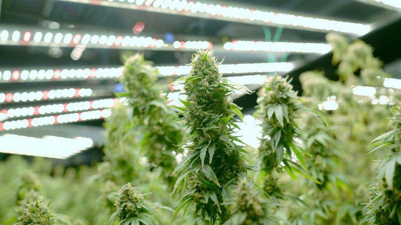 cannabis flowers in full bloom